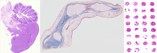 2D Scanning Sample Scans of biological subjects produced on the VisLab's 2D scanners.